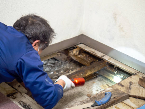 Crawl Space Mold Removal in Indian Springs Village, AL